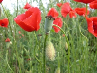 Klatschmohn Kapsel