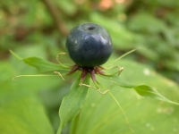 Einbeere, Frucht