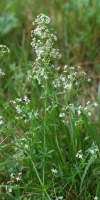 Wiesen-Labkraut
