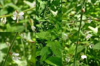 Hexenkraut, Gewöhnliches, Großes Hexenkraut, Gewöhnliches, Großes