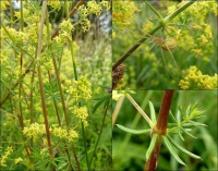 Labkraut, Echtes