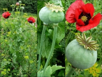 Mohn, Schlaf