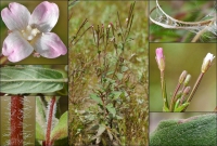 Weidenröschen, Kleinblütiges Weidenröschen, Kleinblütiges