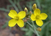 Schmalblättriger Doppelsame