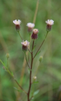 Berufkraut, Scharfes