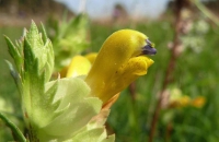 Klappertopf, Großer (Blüte)