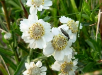 Schafgarbe, Sumpf (Blüte)