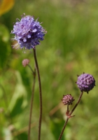 Teufelsabbiss, Gewöhnlicher