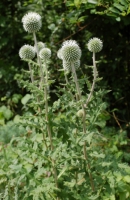 Kugeldistel