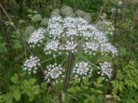 Engelwurz (Blüte) Engelwurz (Blüte)