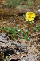Sonnenröschen, Gewöhnliches Sonnenröschen, Gewöhnliches
