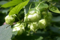 Hopfen