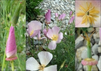 Kappenmohn, Kalifornischer Kappenmohn, Kalifornischer