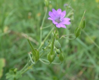 Storchschnabel, Pyrenäen