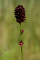 Wiesenknopf, Großer Wiesenknopf, Großer