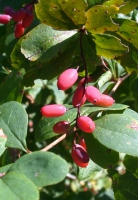 Früchte Berberitze, Sauerdorn