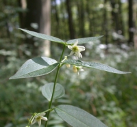 Weiße Schwalbenwurz