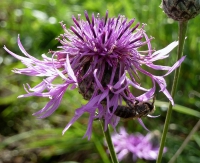 Flockenblume, Skabiosen (Blüte)