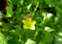 Sauerklee, Aufrechter  (Blüte)