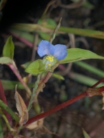 Commelina, Gewöhnliche Commelina, Gewöhnliche