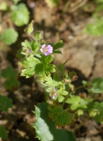 Storchschnabel, Kleiner