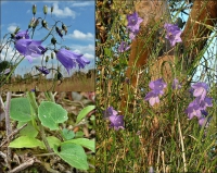 Glockenblume, Rundblättrige Glockenblume, Rundblättrige