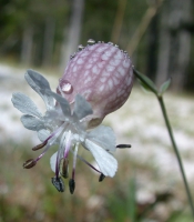 Taubenkropf Leimkraut (Blüte)