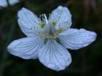 Sumpfherzblatt (Blüte)