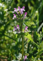 Taubnessel, Stängelumfassende