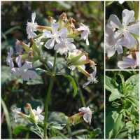 Seifenkraut, Gewöhnliches