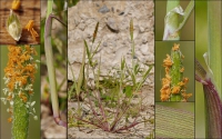Fuchsschwanzgras, Rotgelbes Fuchsschwanzgras, Rotgelbes