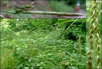 Segge, Wald Segge, Wald