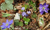 Leberblümchen, Gewöhnliches Dreilappiges