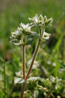 Hornkraut, Knäuel