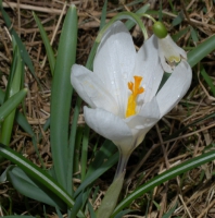 Frühlings-Krokus weiß