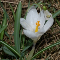 Frühlings-Krokus weiß Frühlings-Krokus weiß