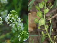 Acker-Hellerkraut (Blüte, Frucht)