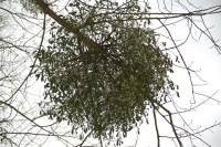 Mistel, Weiße Mistel, Weiße