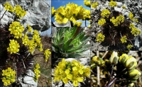 Felsenblümchen, Immergrünes