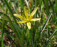 Wiesen-Gelbstern