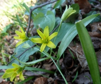 Gelbstern, Wald