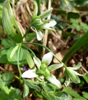 Gelbstern, Wald (wachsende Kapselfrucht)