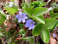 Leberblümchen, Gewöhnliches Dreilappiges Leberblümchen, Gewöhnliches Dreilappiges
