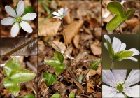 Leberblümchen, Weißes Dreilappiges Leberblümchen, Weißes Dreilappiges
