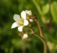 Knöllchen-Steinbrech (Blüte)