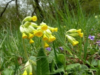 Schlüsselblume, echte