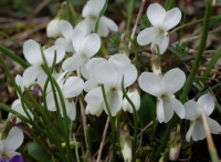 Violettsporniges weißes Veilchen