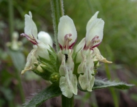 Ziest, Aufrechter (Blüte)