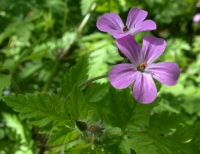 Storchschnabel, Stinkender