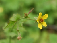 Echte Nelkenwurz (Blüte)